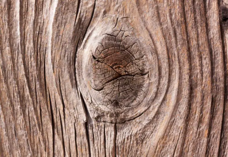 Nudo en el tronco de un árbol